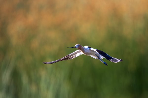 American Avocet