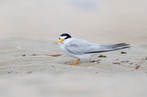 Least Tern