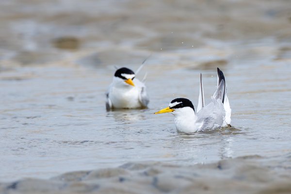 Least Tern