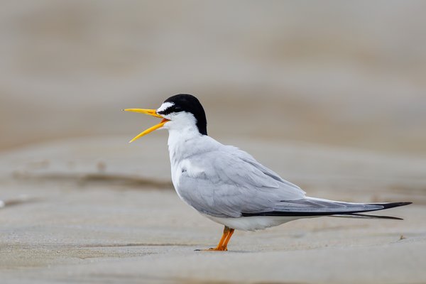 Least Tern