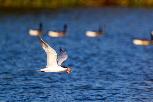 Caspian Tern