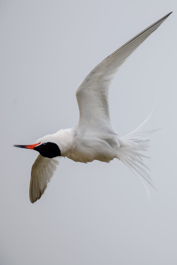 Common Tern