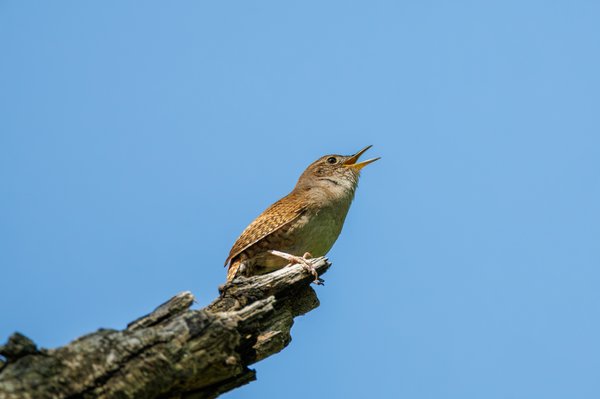 Northern House Wren