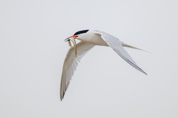 Common Tern