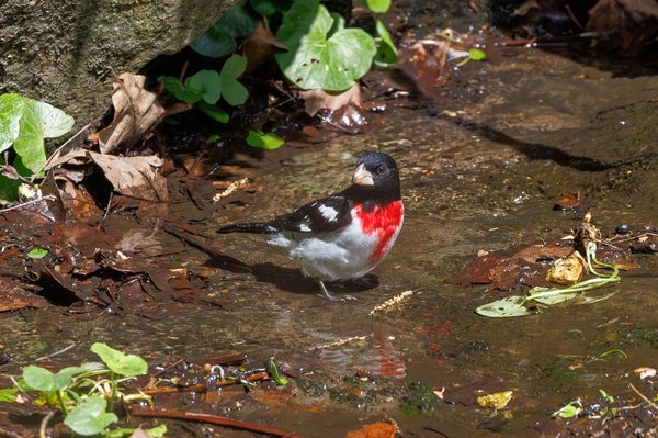 Rose-breasted Grosbeak