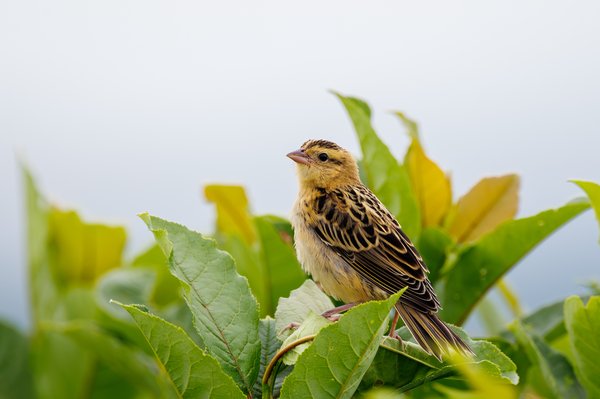 Bobolink
