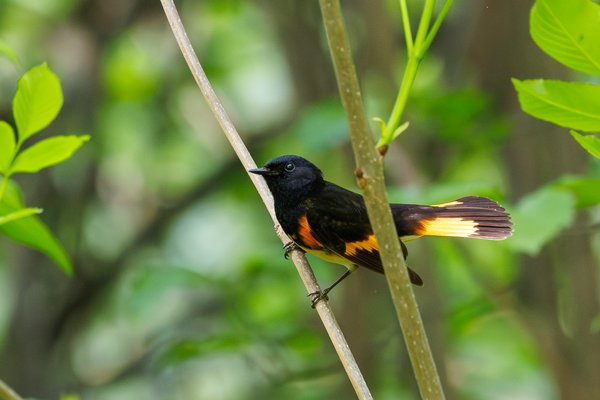 American Redstart