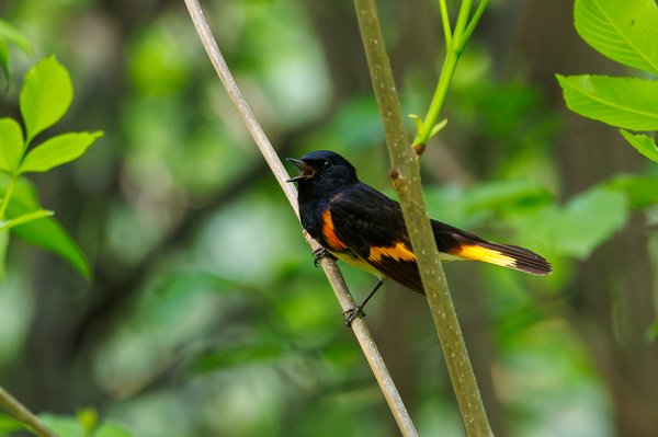 American Redstart