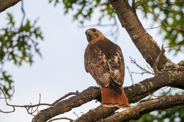 Red-tailed Hawk