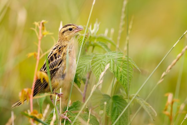 Bobolink