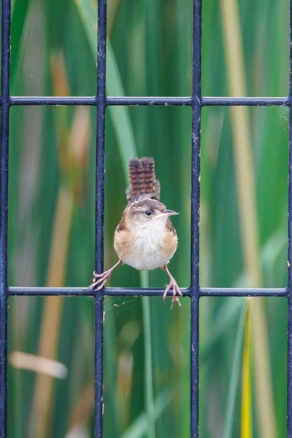 Marsh Wren