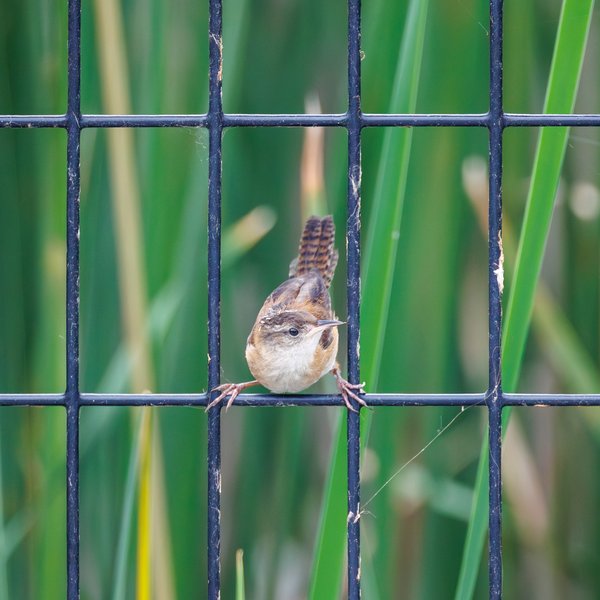 Marsh Wren