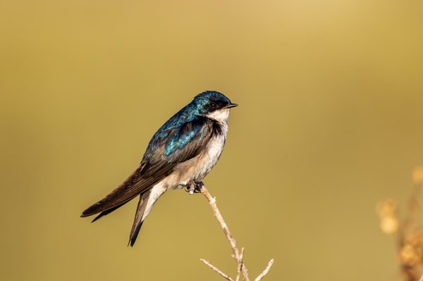 Tree Swallow