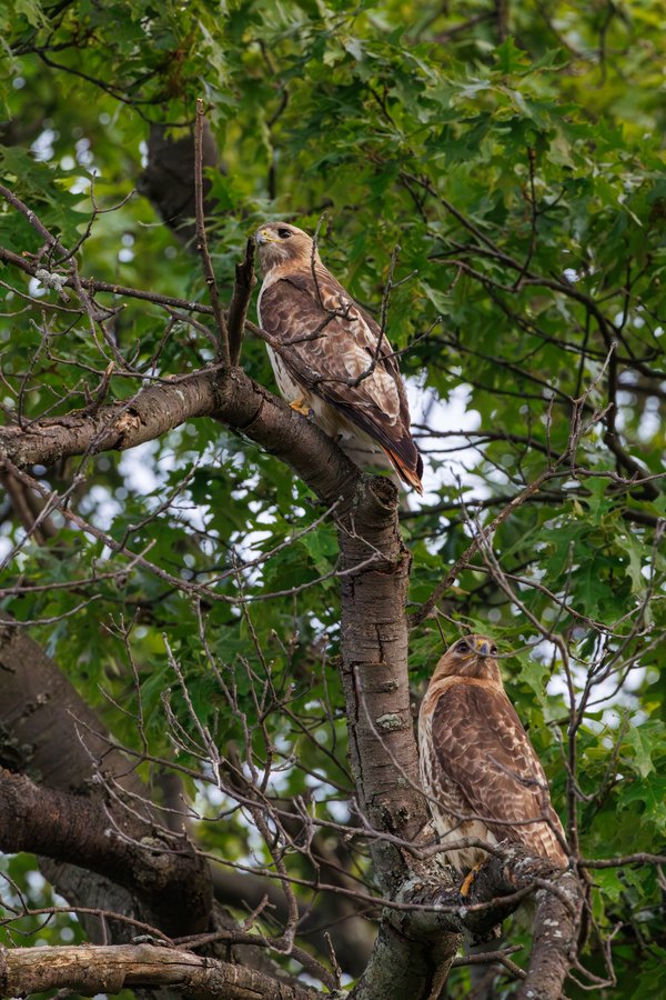 Red-tailed Hawk