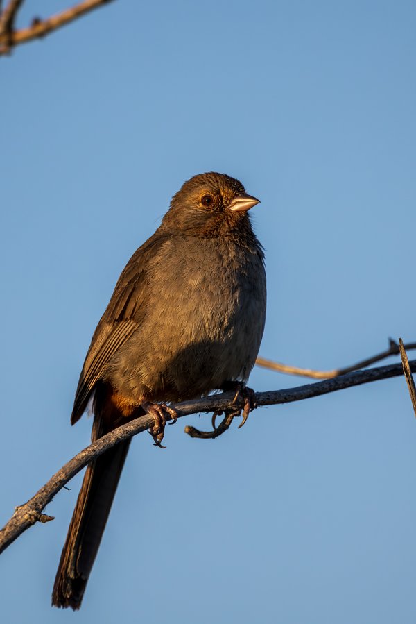 California Towhee