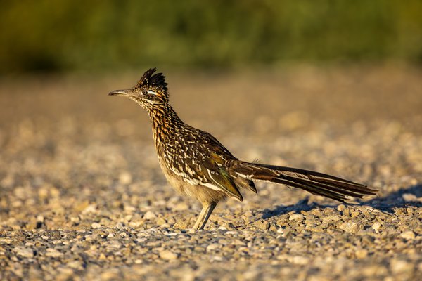 Cuckoos & Nightjars