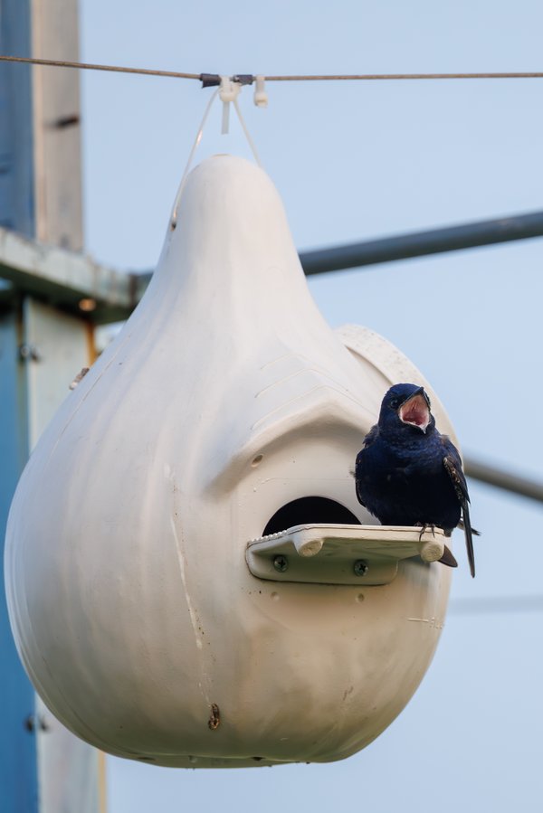 Purple Martin