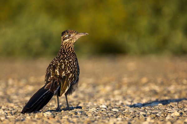 Greater Roadrunner