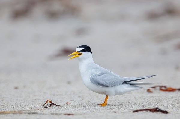 Least Tern