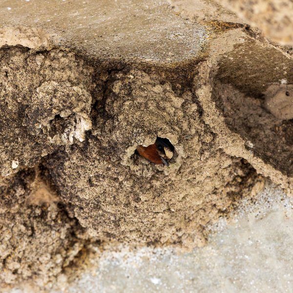 Cliff Swallow