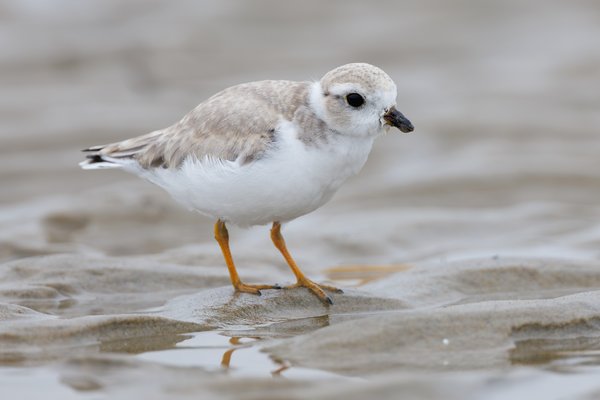 Piping Plover