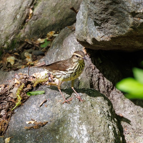 Louisiana Waterthrush