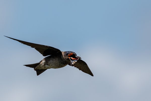 Purple Martin