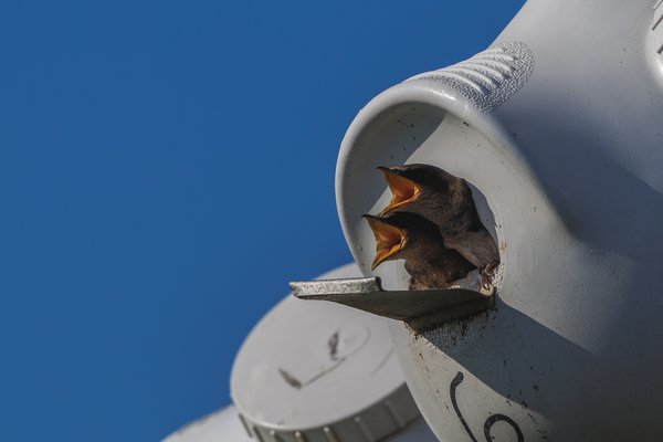 Purple Martin