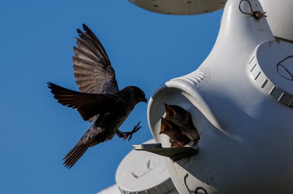 Purple Martin