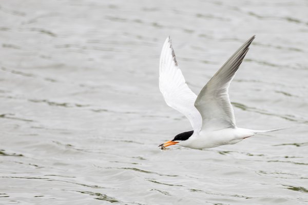 Common Tern