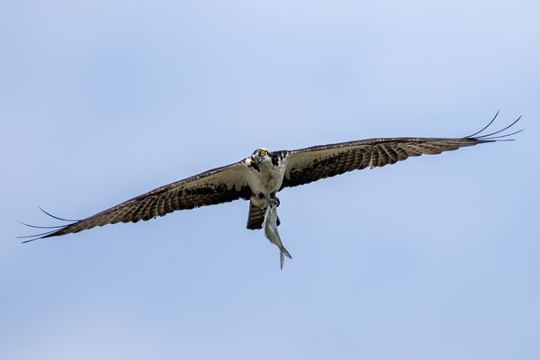 Osprey