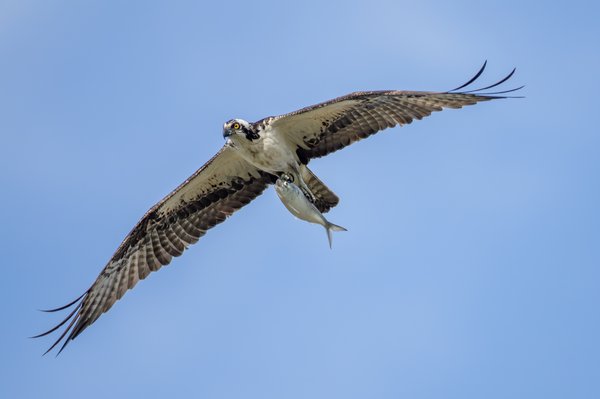 Osprey