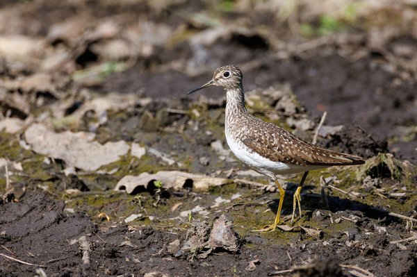 Lesser Yellowlegs