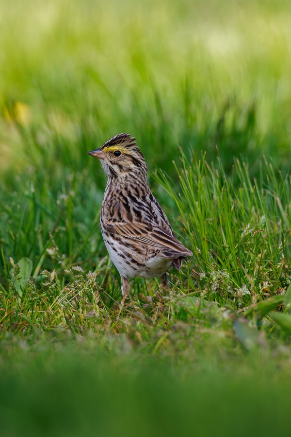 Savannah Sparrow
