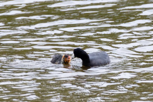 American Coot