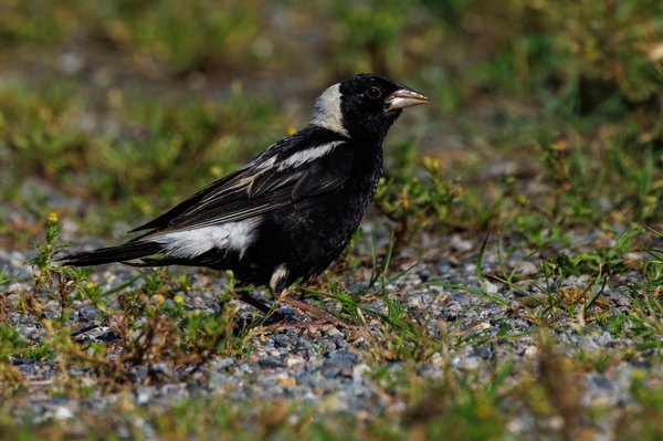 Bobolink