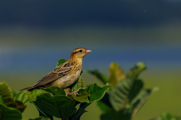 Bobolink