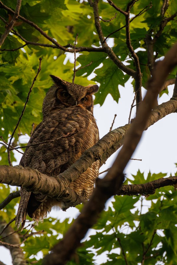 Great Horned Owl