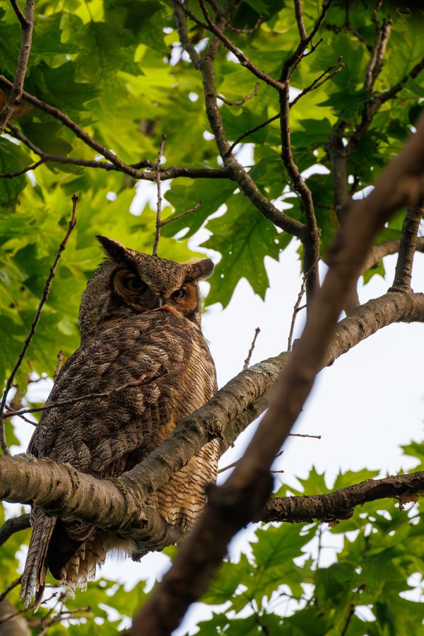 Great Horned Owl