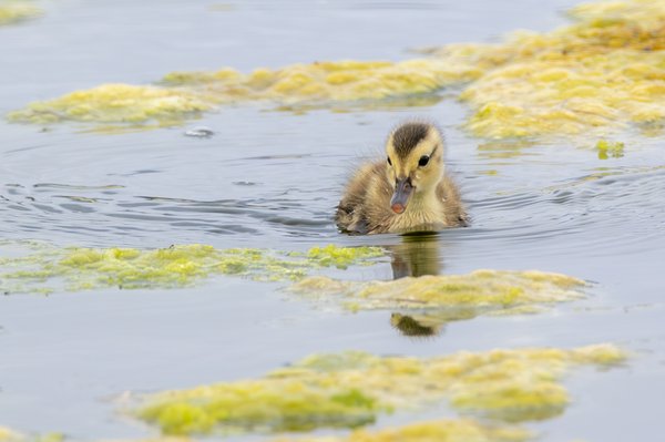 Mallard