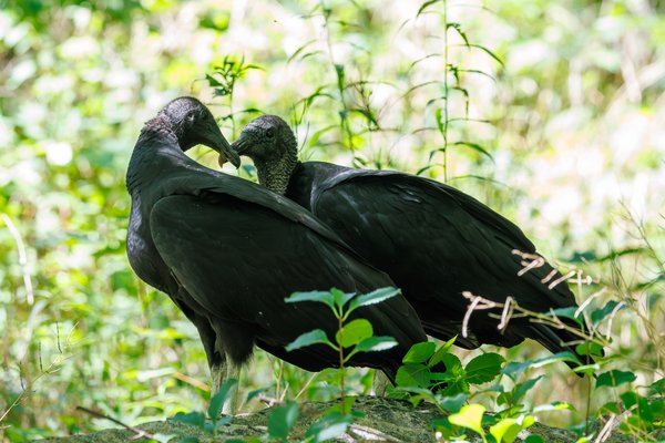 Black Vulture