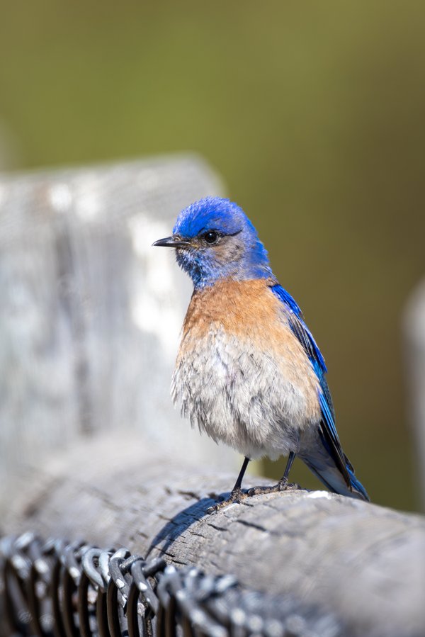 Western Bluebird