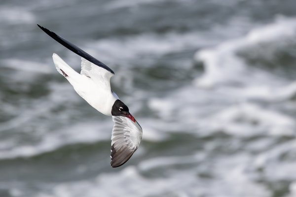 Laughing Gull