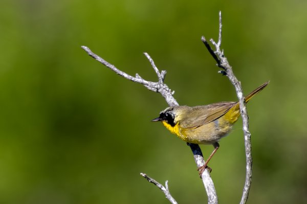 Common Yellowthroat