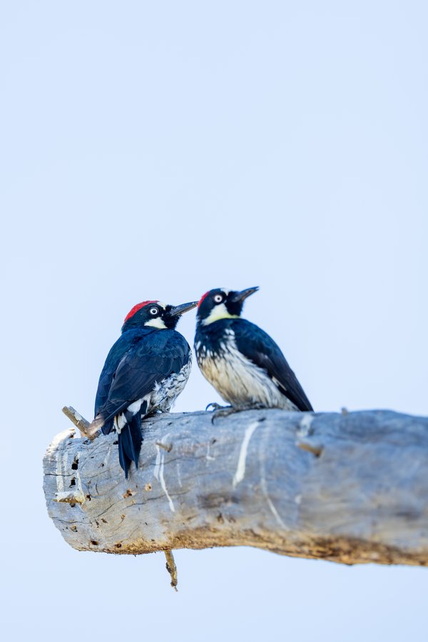 Acorn Woodpecker