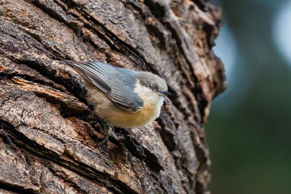Pygmy Nuthatch