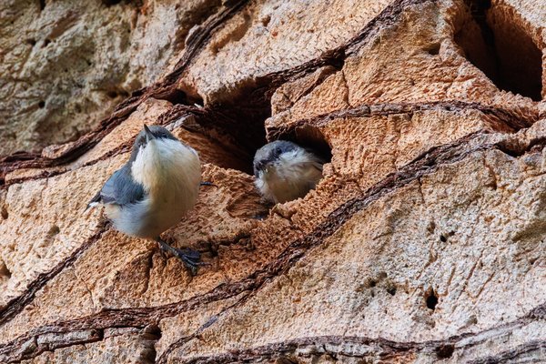 Pygmy Nuthatch