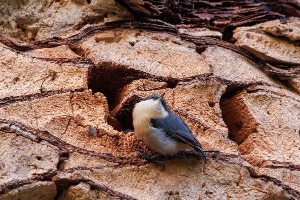 Pygmy Nuthatch