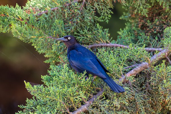 Brewer's Blackbird