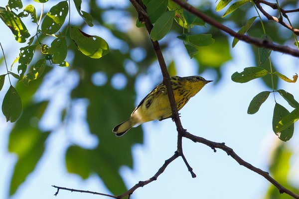 Cape May Warbler